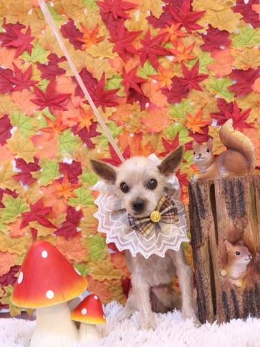 20241129ふみちゃん